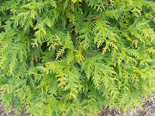Picture of Thuja  'Green Giant' Green Giant Arborvitae