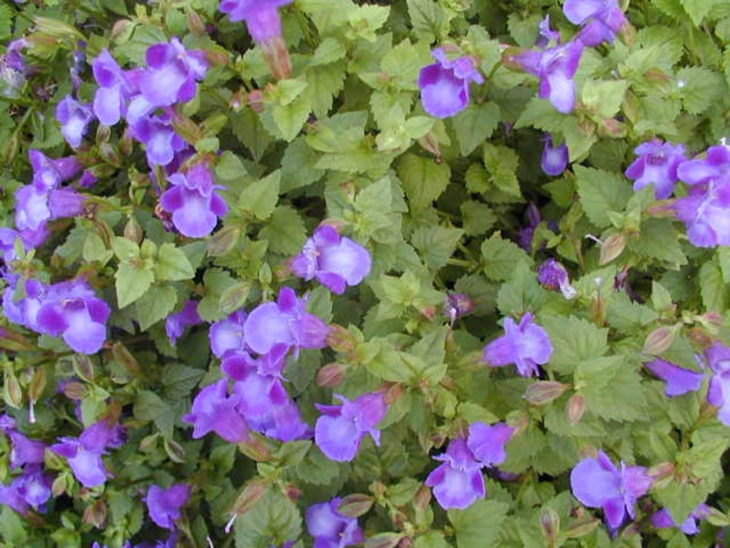 Picture of Torenia hybrid 'Summer Wave� Large Blue' Summer Wave� Large Blue Wishbone Flower
