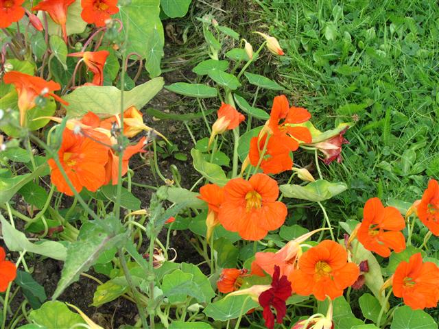Tropaeolum spp TropaeolumMajusNasturtiumFlowerCloseCUBG.JPG