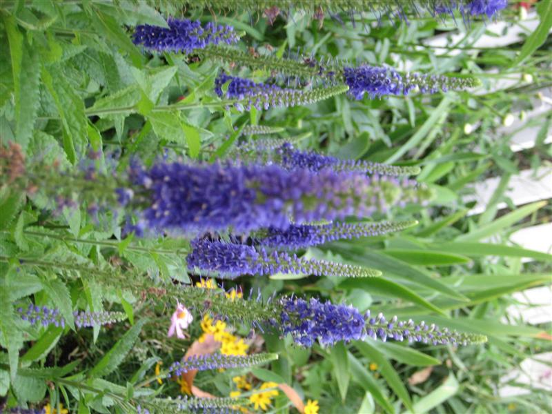Veronica spicata Veronica_spicata_close.JPG
