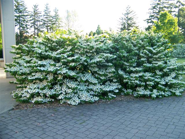 Picture of Viburnum plicatum f. tomentosum 'Shasta' Shasta Doublefile Viburnum