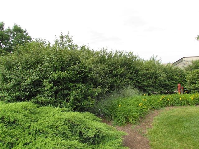 Viburnum x burkwoodii ViburnumBurkwoodiiPlanting.JPG
