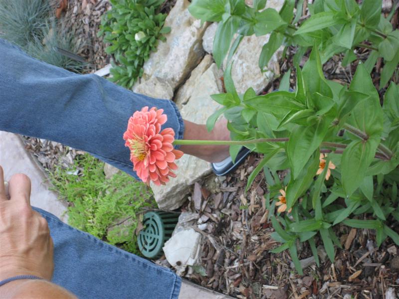 Zinnia elegans Zinnia_elegans_plant.JPG