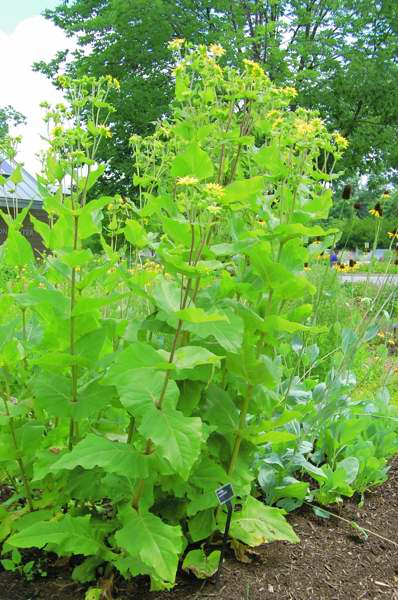 Picture of Silphium perfoliatum Cup Plant