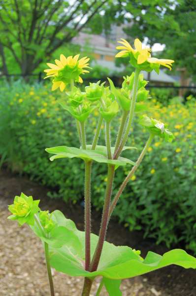 Picture of Silphium perfoliatum Cup Plant