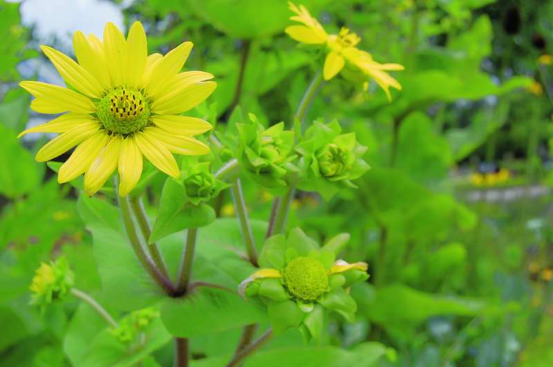 Picture of Silphium perfoliatum Cup Plant
