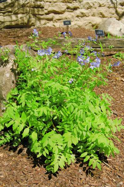 Picture of Woodsia obtusa  Blunt-lobed Woodsia