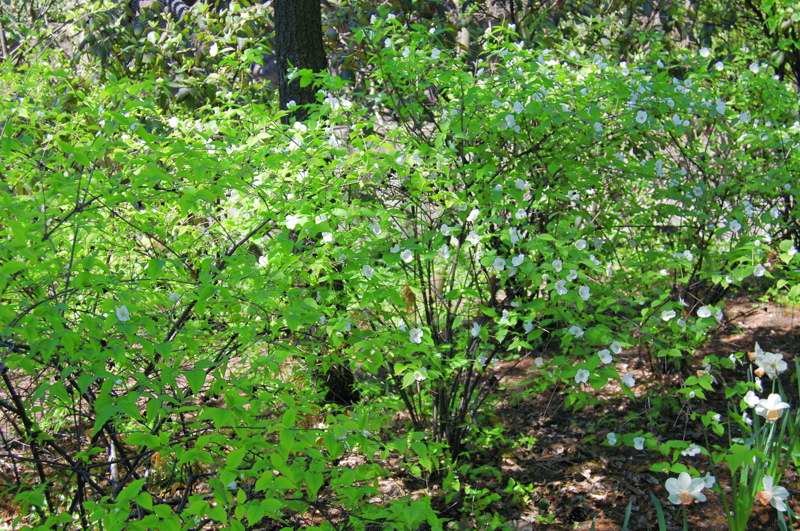 Picture of Rhodotypos scandens  Black Jetbead