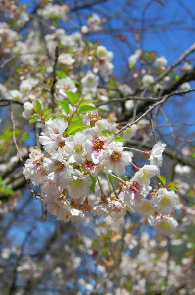 Picture of Prunus x �Hally Jolivette� Hally Jolivette Cherry