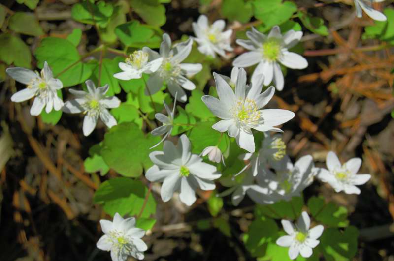 Picture of Hepatica acutiloba Sharp-lobed Hepatica