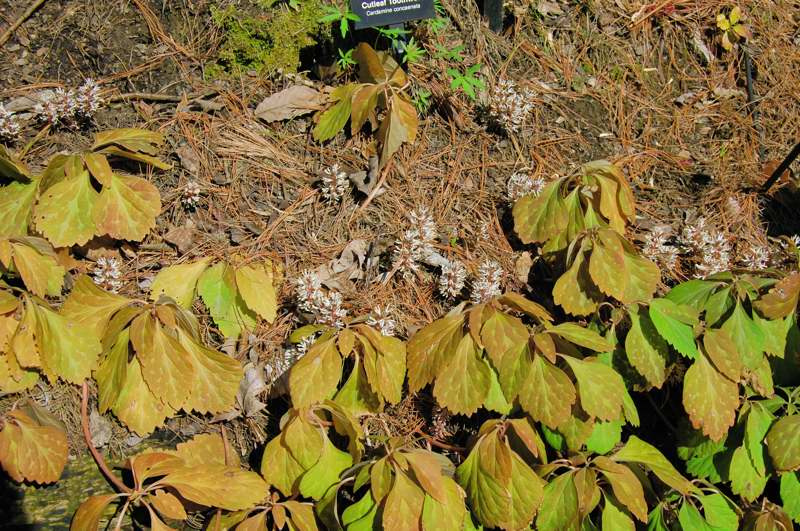 Picture of Cardamine concatenata Cutleaf Toothwort