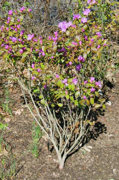 Picture of Rhododendron 'PJM' PJM Hybrid Rhododendron