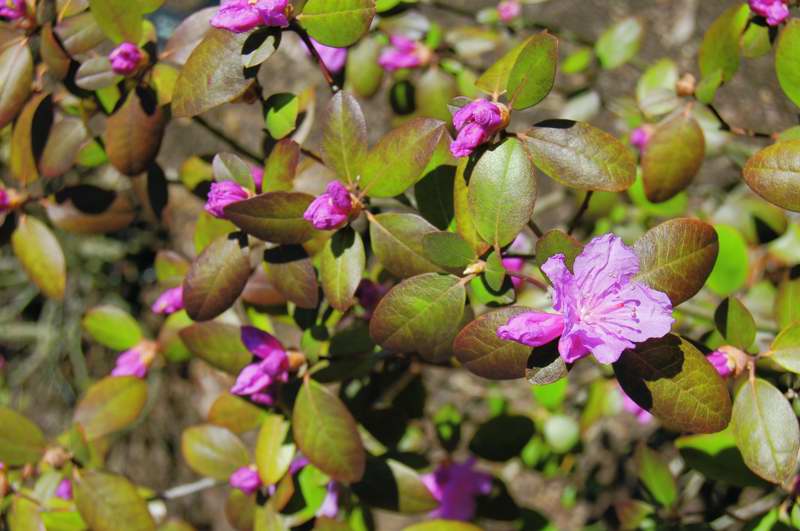 Picture of Rhododendron 'PJM' PJM Hybrid Rhododendron