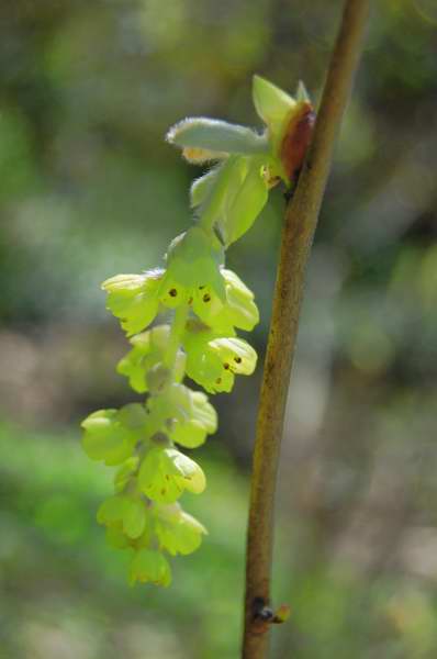 Picture of Corylopsis platypetala Winter Hazel