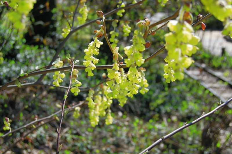 Picture of Corylopsis platypetala Winter Hazel
