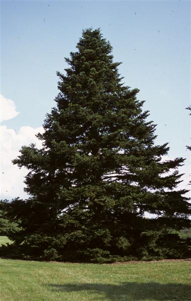 Picture of Abies nordmanniana  Nordmann Fir
