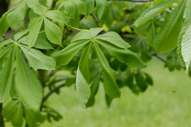Picture of Aesculus turbinata  Japanese Horsechestnut