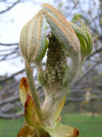 Picture of Aesculus turbinata  Japanese Horsechestnut