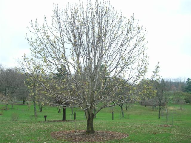 Picture of Aesculus turbinata  Japanese Horsechestnut