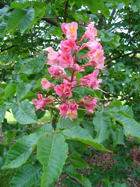 Picture of Aesculus x carnea 'Briotii' Briotii Red Horsechestnut