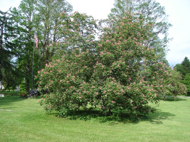 Picture of Aesculus x carnea 'Briotii' Briotii Red Horsechestnut