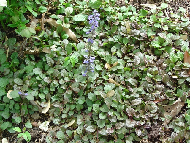 Picture of Ajuga reptans  Bugleweed, Carpet Bugle