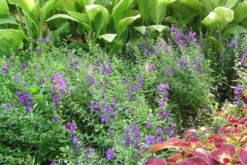 Picture of Angelonia augustifolia 'Angelface� Blue' Angelface� Blue Summer Snapdragon