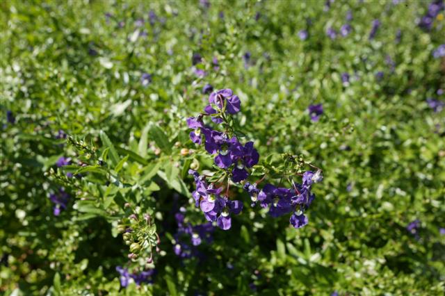 Picture of Angelonia angustifolia Angelface� Blue 
