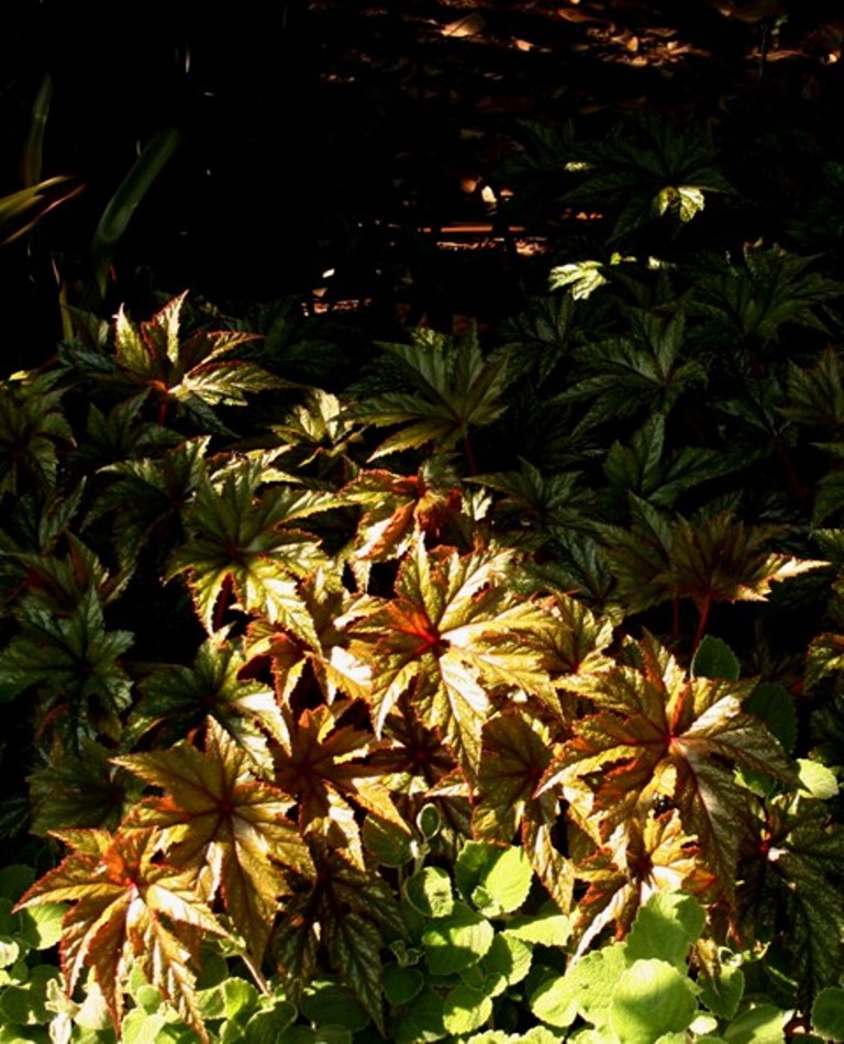 Picture of Begonia hybrida 'Gryphon' Gryphon Begonia