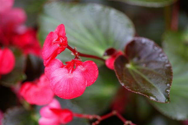 Picture of Begonia benariensis Whopper Rose with Bronze Leaf 