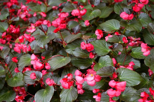 Picture of Begonia benariensis Whopper Rose with Bronze Leaf 