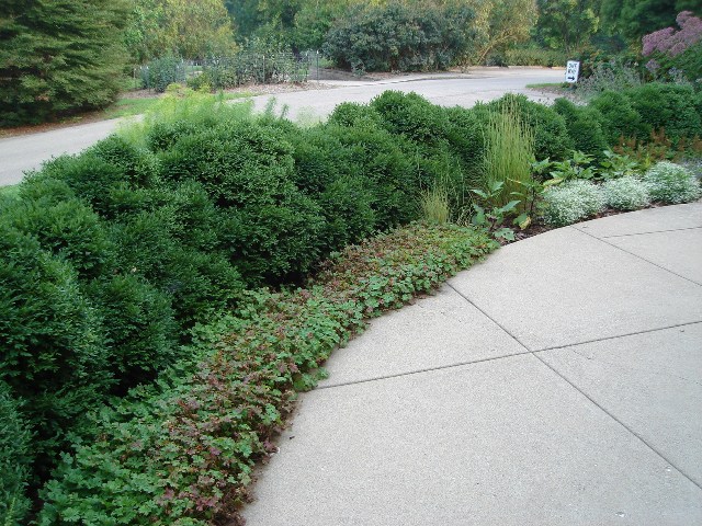 Picture of Buxus  'Green Velvet' Green Velvet Boxwood
