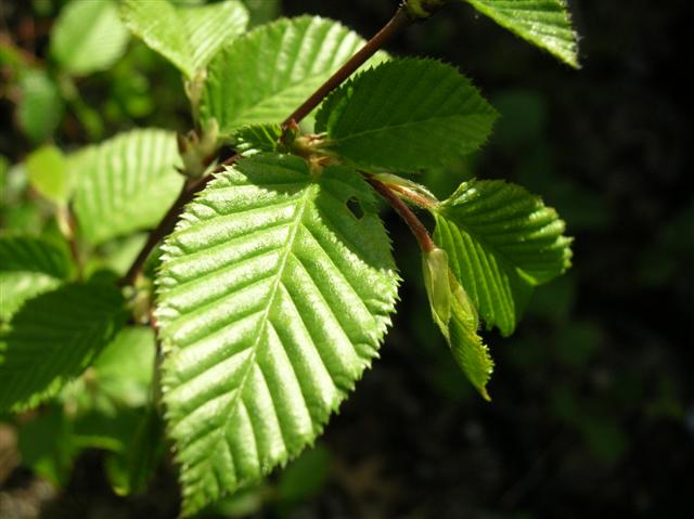 Picture of Carpinus caroliniana  American Hornbeam