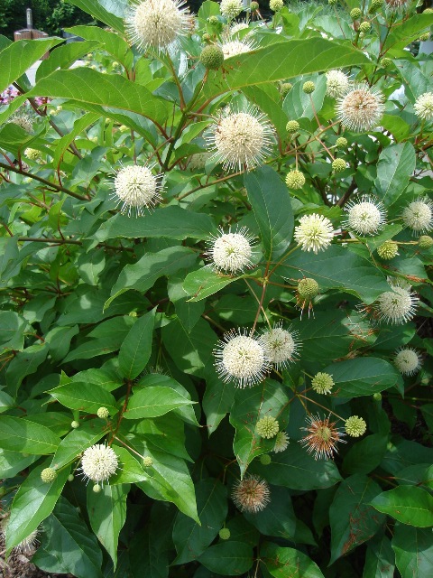 Picture of Cephalanthus occidentalis 'Moonlight Fantasy' Moonlight Fantasy Buttonbush
