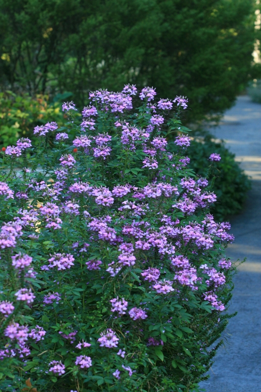 Picture of Cleome  'Senorita Rosalita�' Senorita Rosalita� Spider Flower