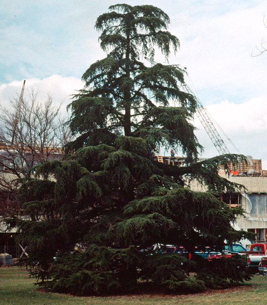 Cedrus libani var. stenocoma clibanisteno.jpg
