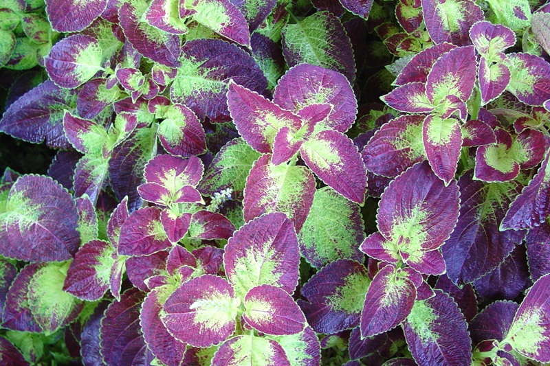 Picture of Solenostemon scutellarioides 'Colorblaze� Dipt in Wine' Colorblaze� Dipt in Wine Coleus