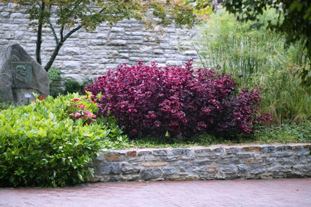 Picture of Solenostemon  'Signature� Gnash Rambler' Signature� Gnash Rambler Coleus