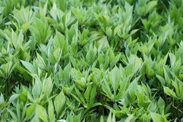 Picture of Ipomoea batatas South of the Border� Guacamole 