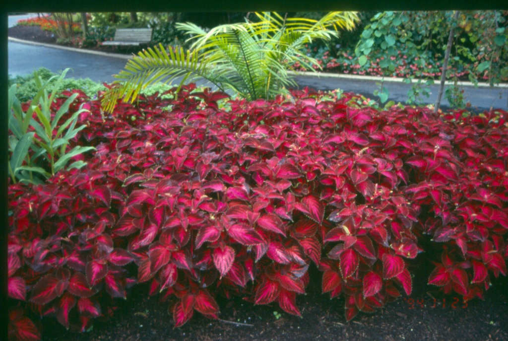 Picture of Solenostemon scutellarioides 'Colorblaze� Kingswood Torch' Colorblaze� Kingswood Torch Coleus