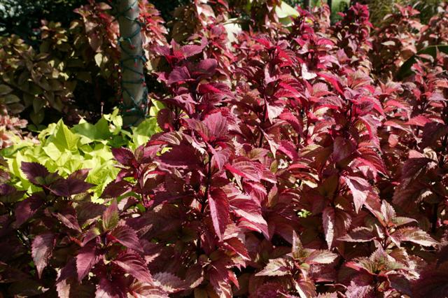 Picture of Solenostemon  Colorblaze� Royal Glissade� 