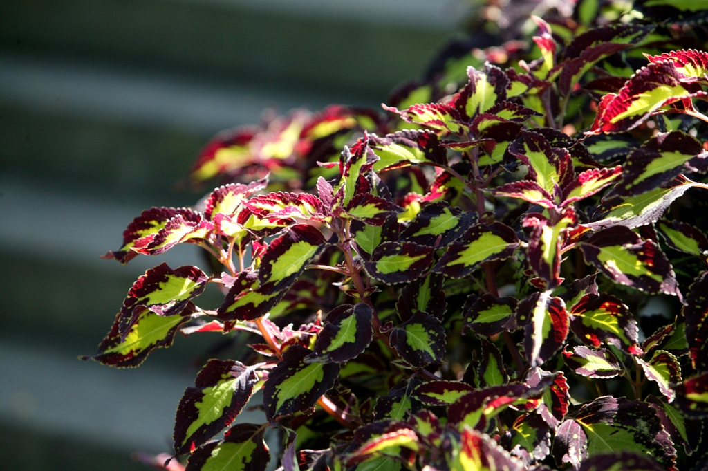 Picture of Solenostemon scutellarioides 'Saturn' Saturn Coleus