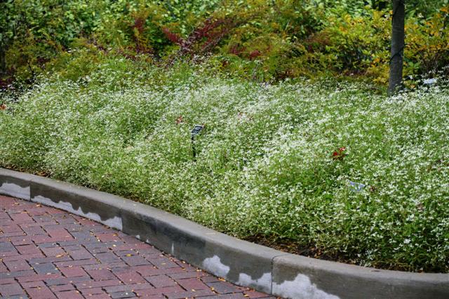 Picture of Euphorbia hybrid 'Diamond Frost�' Diamond Frost� Euphorbia