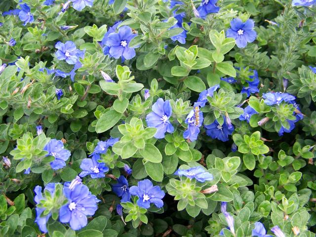 Picture of Evolvulus hybrid 'Blue My Mind�' Blue My Mind� Dwarf Morning Glory