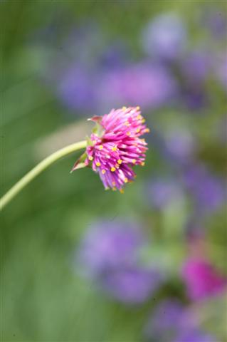 Picture of Gomphrena globosa 'Fireworks' Fireworks Globe Amaranth
