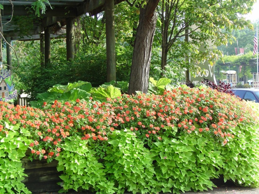 Picture of Impatiens walleriana 'Fanfare� Orange Trailing' Fanfare� Orange Trailing