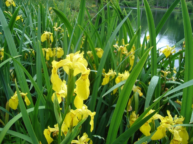 Picture of Iris pseudacorus  Yellow Flag Iris