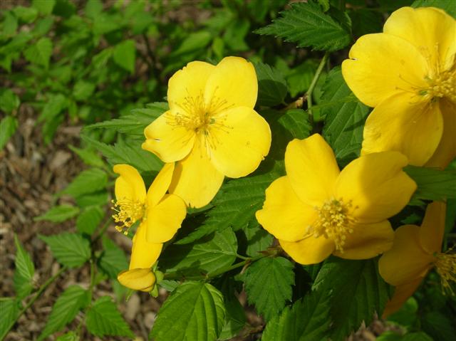 Picture of Kerria japonica  Japanese Kerria