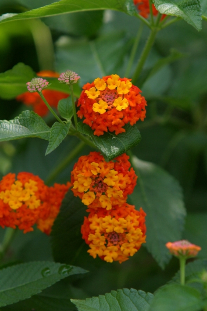 Picture of Lantana camara 'Morning Glow Yellow Orange' Morning Glow Yellow Orange Lantana