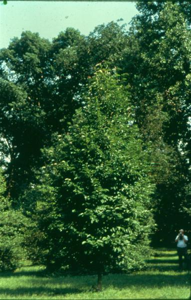 Picture of Magnolia x 'Wadas Memory' Wadas Memory Magnolia